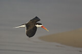Image. African Skimmer