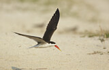 Image. African Skimmer