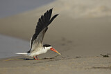 Image. African Skimmer