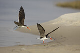 Image. African Skimmer