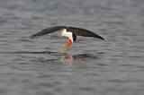 Image. African Skimmer