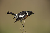 Image. African Stonechat