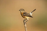 Image. African Stonechat