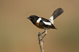 Image. African Stonechat