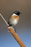 Image. African Stonechat