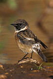 Image. African Stonechat