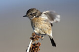 Image. African Stonechat