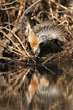 Image. African Stonechat