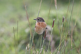 Image. African Stonechat