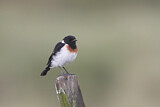 Image. African Stonechat