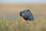 Image. African Swamphen