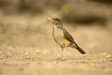 Image. African Thrush