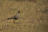 Image. African Wattled Lapwing