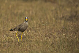 Image. African Wattled Lapwing