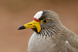 Image. African Wattled Lapwing
