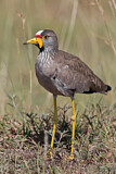 Image. African Wattled Lapwing