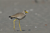 Image. African Wattled Lapwing