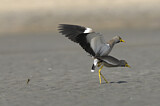 Image. African Wattled Lapwing