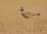 Image. African Wattled Lapwing