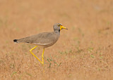 Image. African Wattled Lapwing