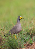 Image. African Wattled Lapwing
