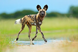 Image. African Wild Dog