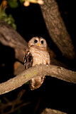 Image. African Wood Owl