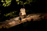 Image. African Wood Owl