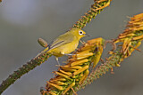 Image. African Yellow White-eye