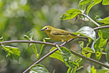 Image. African Yellow White-eye