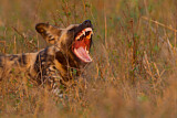 Image. Afrikanischer Wildhund