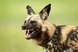 Image. Afrikanischer Wildhund