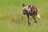 Image. Afrikanischer Wildhund