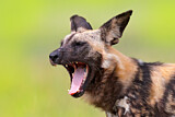 Image. Afrikanischer Wildhund