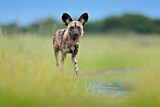 Image. Afrikanischer Wildhund