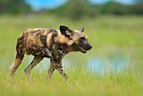 Image. Afrikanischer Wildhund