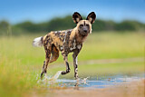 Image. Afrikanischer Wildhund