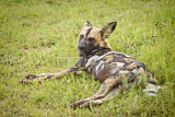 Image. Afrikanischer Wildhund
