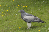 Image. Agula