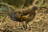 Image. Albert's Lyrebird