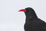 Image. Alpenkrähe