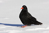 Image. Alpenkrähe