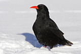 Image. Alpenkrähe