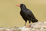 Image. Alpenkrähe