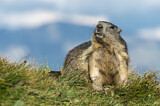 Image. Alpenmurmeltier