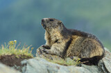 Image. Alpenmurmeltier
