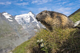 Image. Alpenmurmeltier