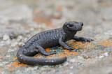 Image. Alpensalamander