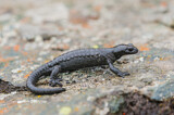 Image. Alpensalamander
