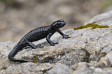 Image. Alpensalamander